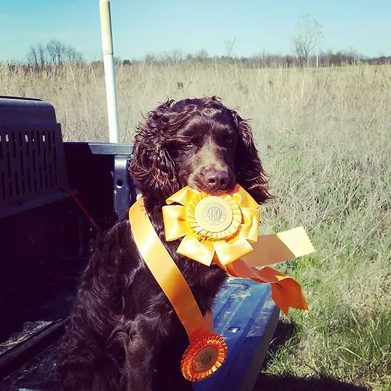 extreme retriever kennels