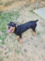 Friendliest dog ever