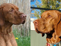 Korthårkull ventes i mars 2026