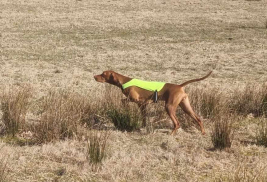 Sussy med 2AK lavland!