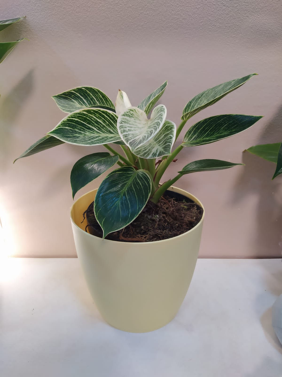 Philodendron Birkin con Matera plástica