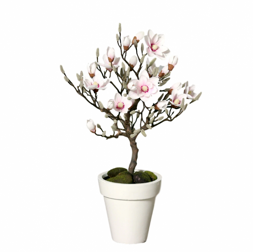 Magnolia
