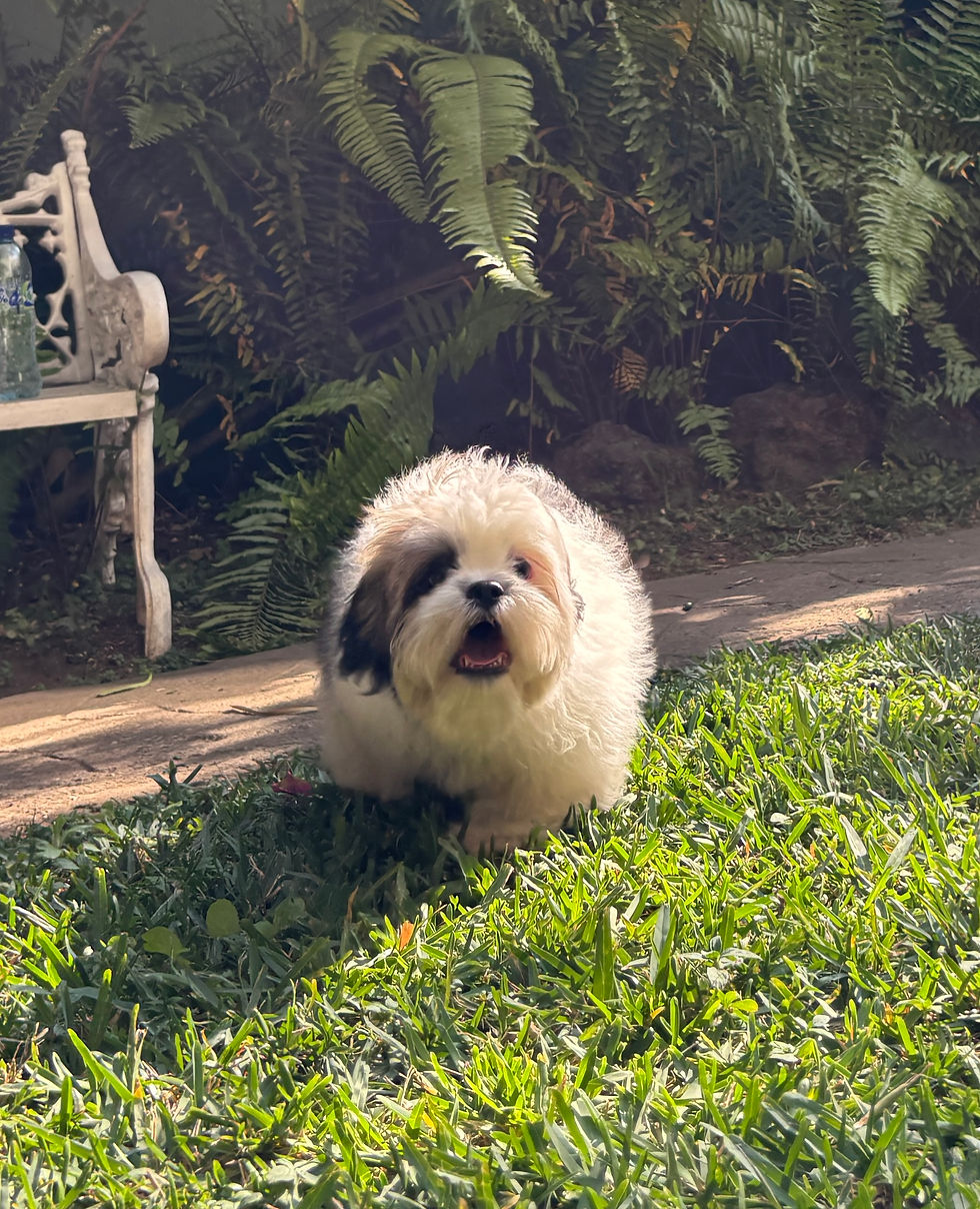 Miniatura: Cachorros en Venta