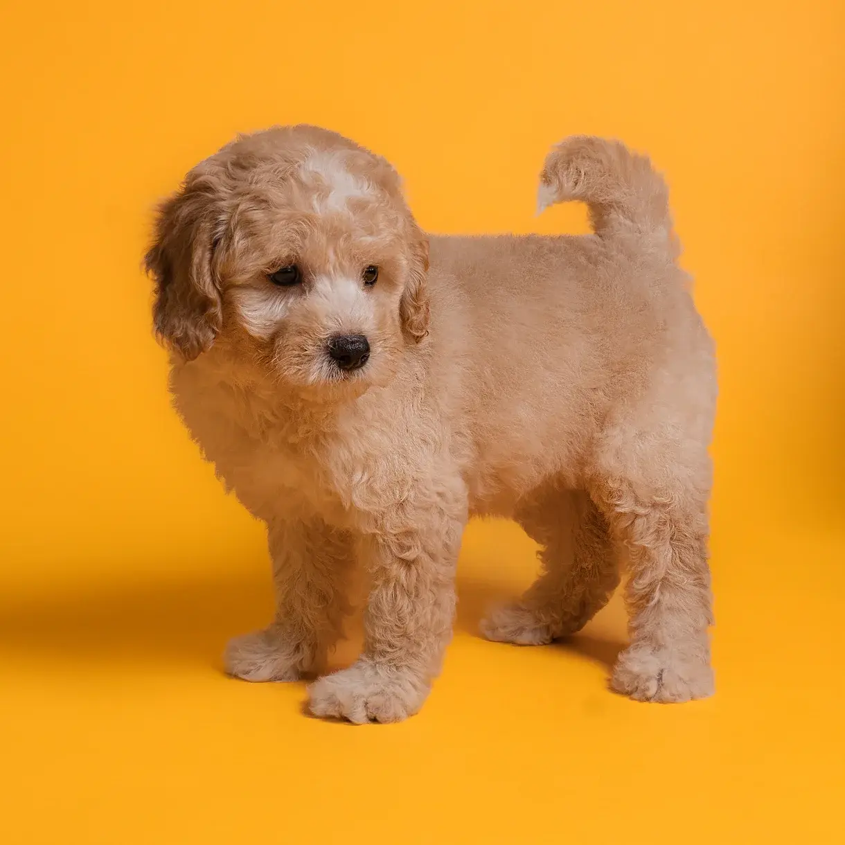 Cachorro Cavapoo en Venta | Del Mondo Pets Guatemala