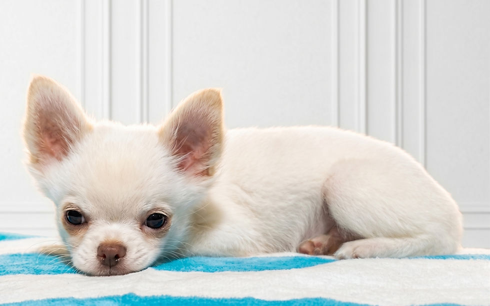 Miniatura: Chihuahua de pelo largo