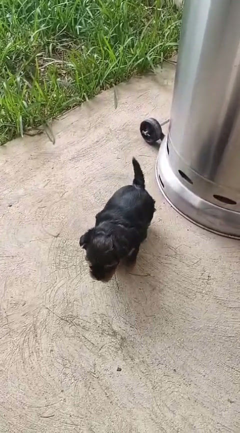Miniatura: Yorkie Hembra Pedigree A - Guatemala