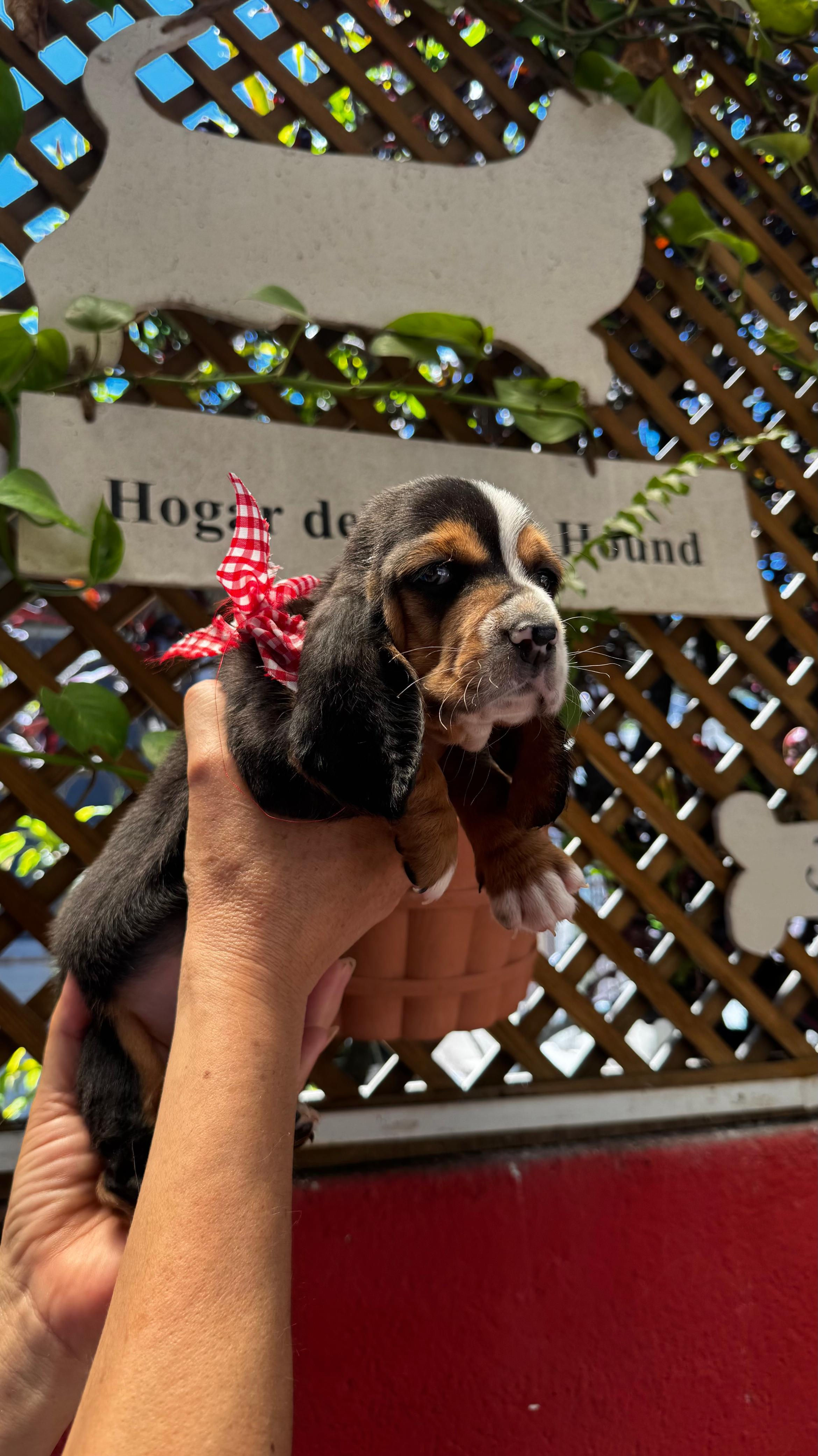 Basset Hound Hembra