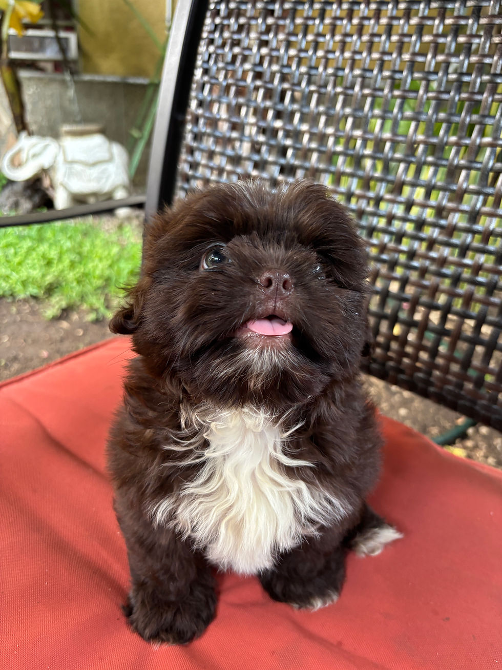 Miniatura: Shihtzu Chocolate Puro Guatemala