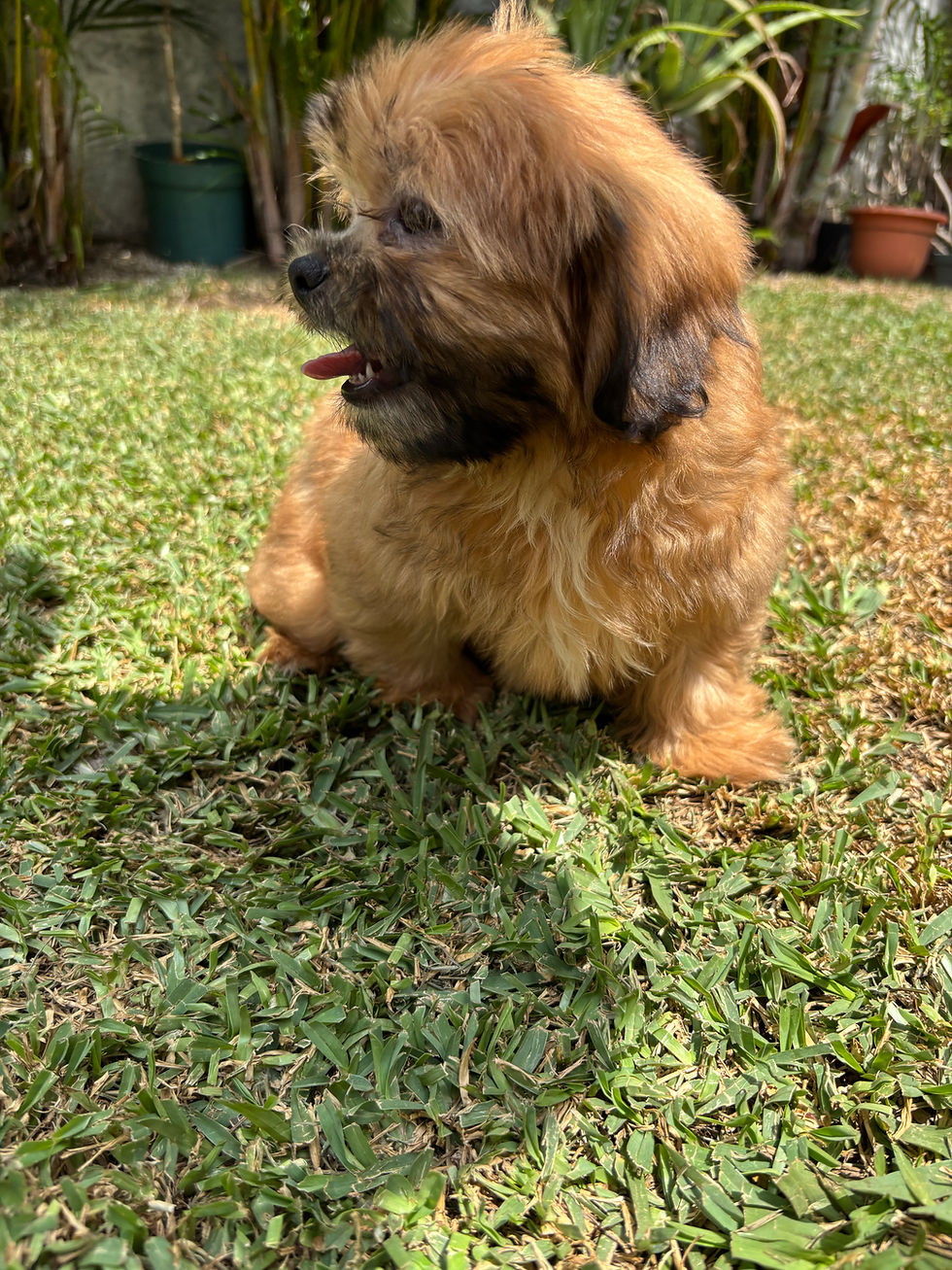 Miniatura: Shih Tzu bicolor pedigree A 