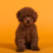 Caniche mini toy rojo