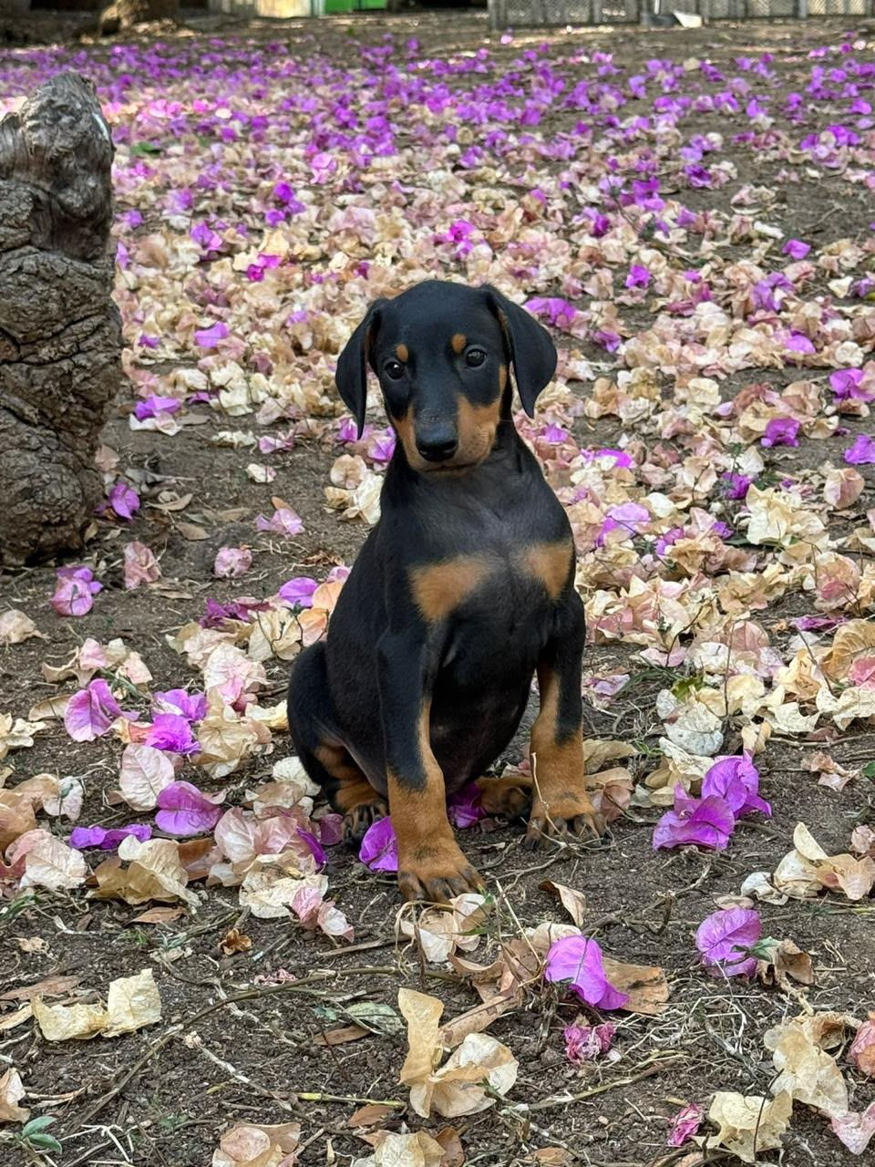Venta Doberman