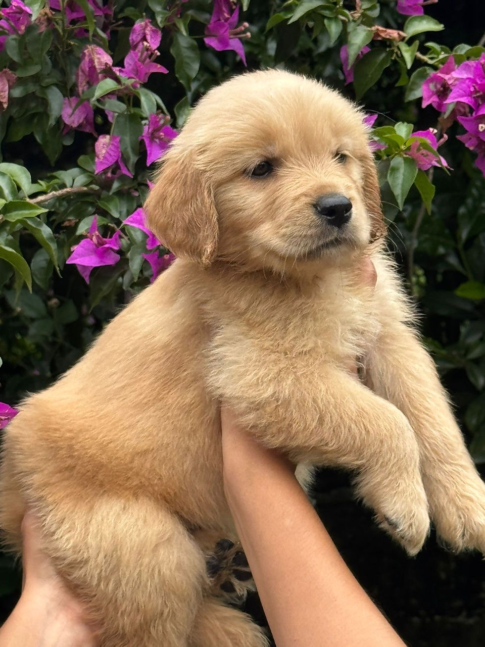 Venta golden Retriever