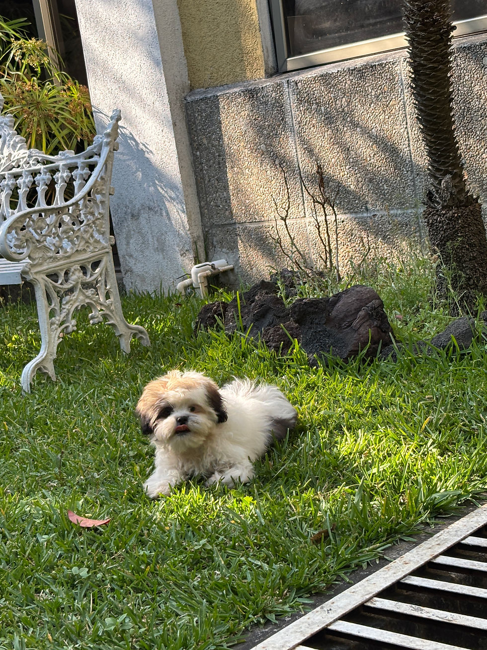 Miniatura: Cachorros Guatemala