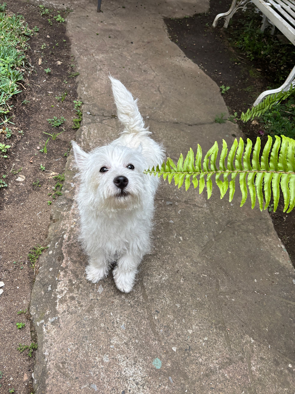Miniatura: Westie venta