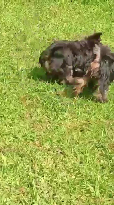 Miniatura: Venta Yorkie Guatemala