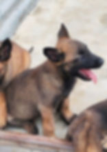 Pastor malinois