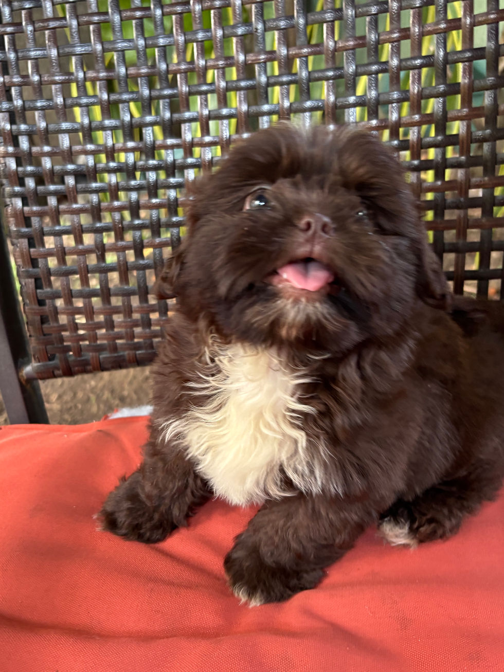 Miniatura: Shihtzu Chocolate Puro Guatemala