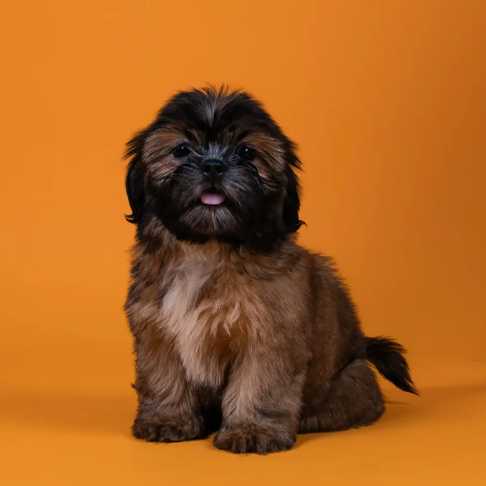 Shihtzu Guatemala