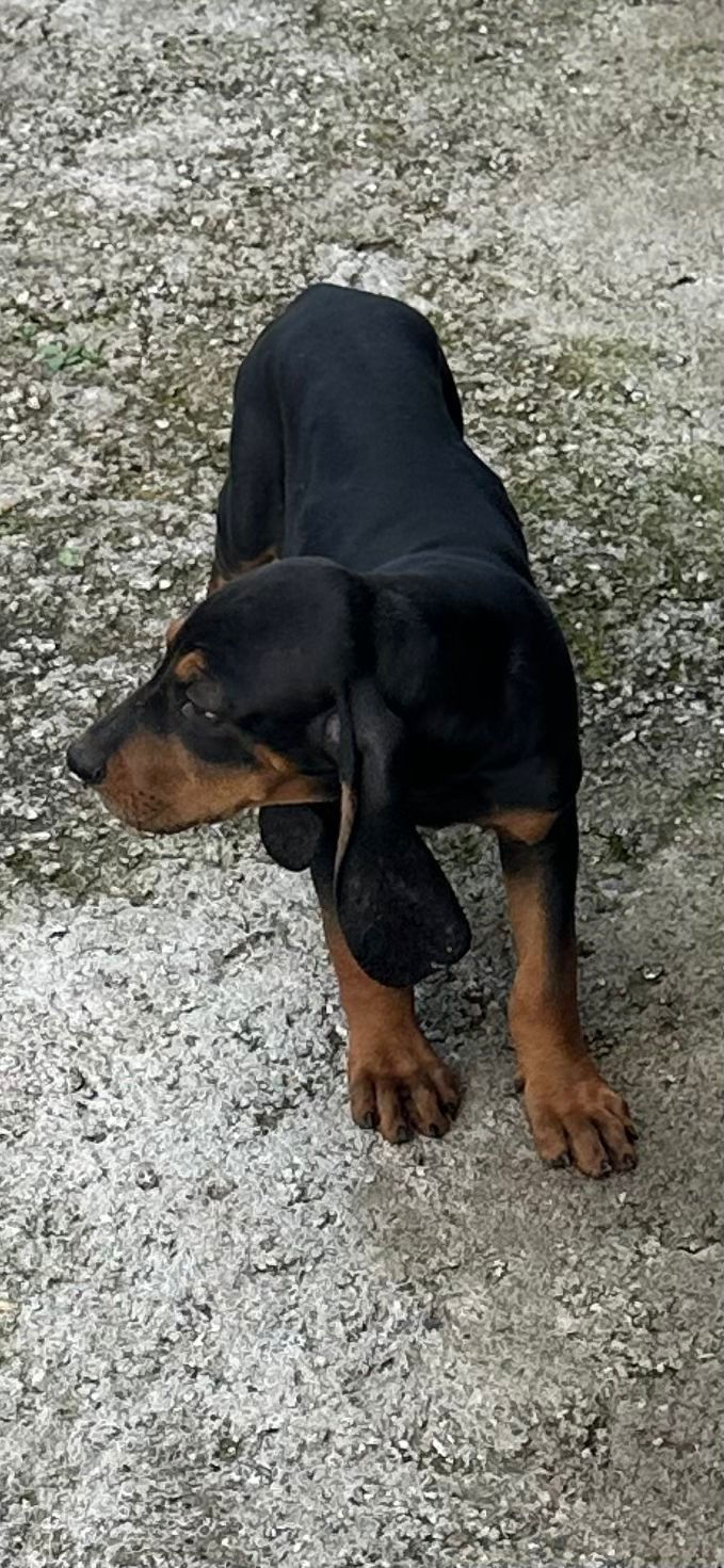 Miniatura: Sabueso Venta