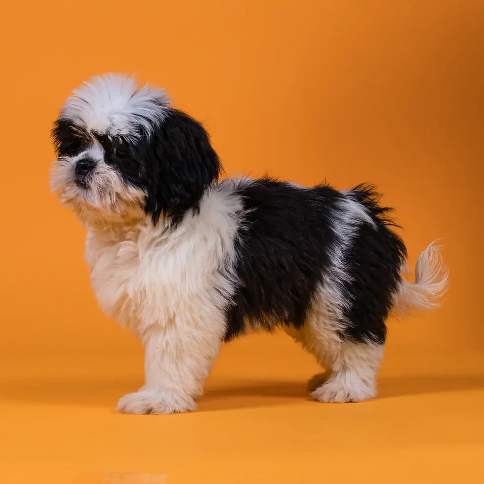 Miniatura: Venta cachorros