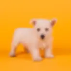 Westie Pedigree A