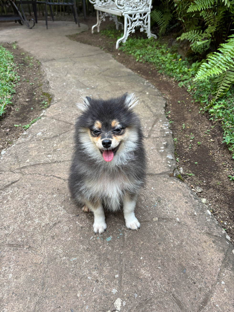 Miniatura: Pomerania Macho Bicolor Pedigree Tipo A