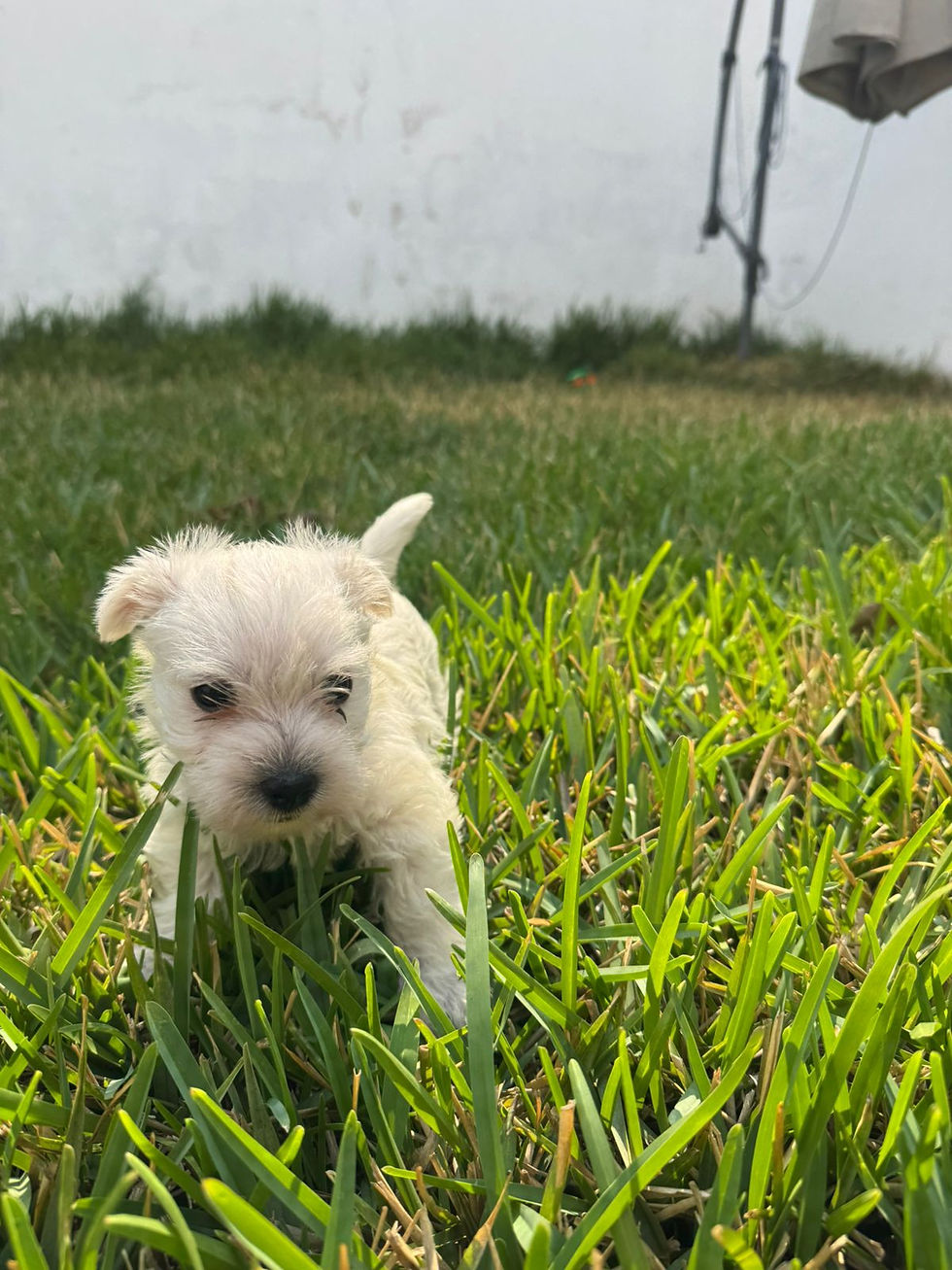 Miniatura: Westie Pedigree A Hembra