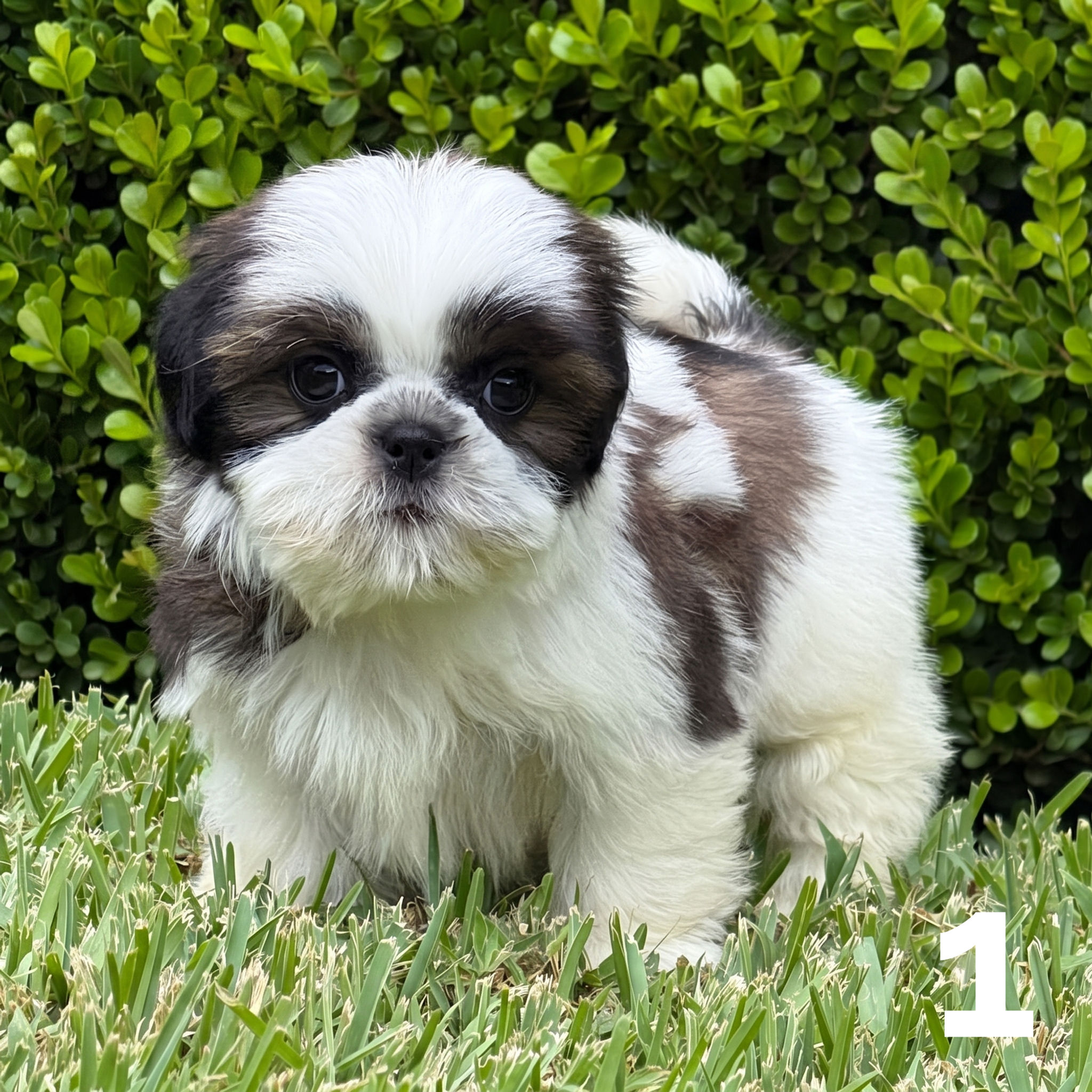 cachorro shih tzu hembra Guatemala