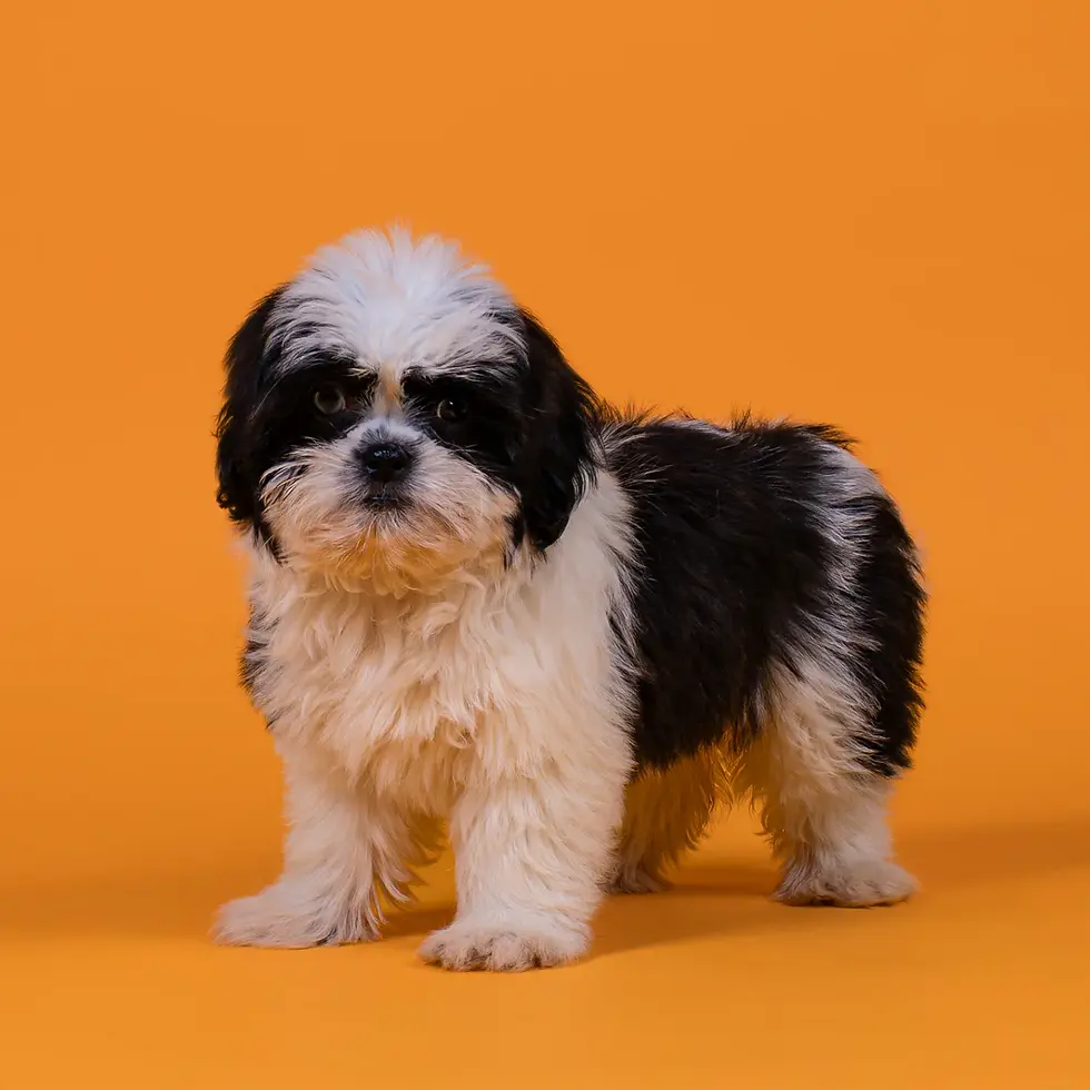 Shihtzu hembra