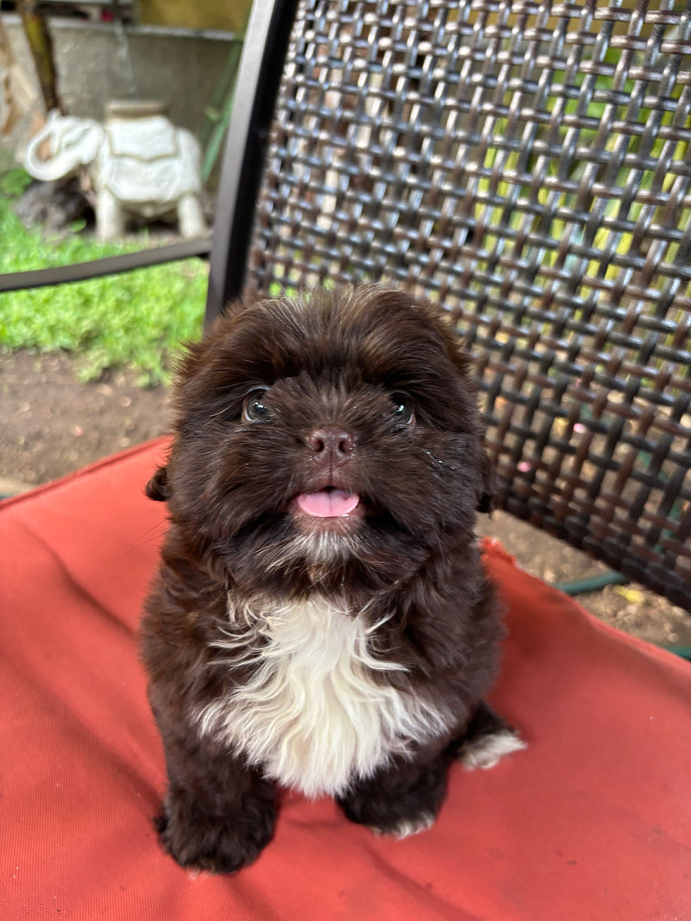 Shihtzu Chocolate Puro Guatemala