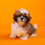 Miniatura: Shihtzu Macho