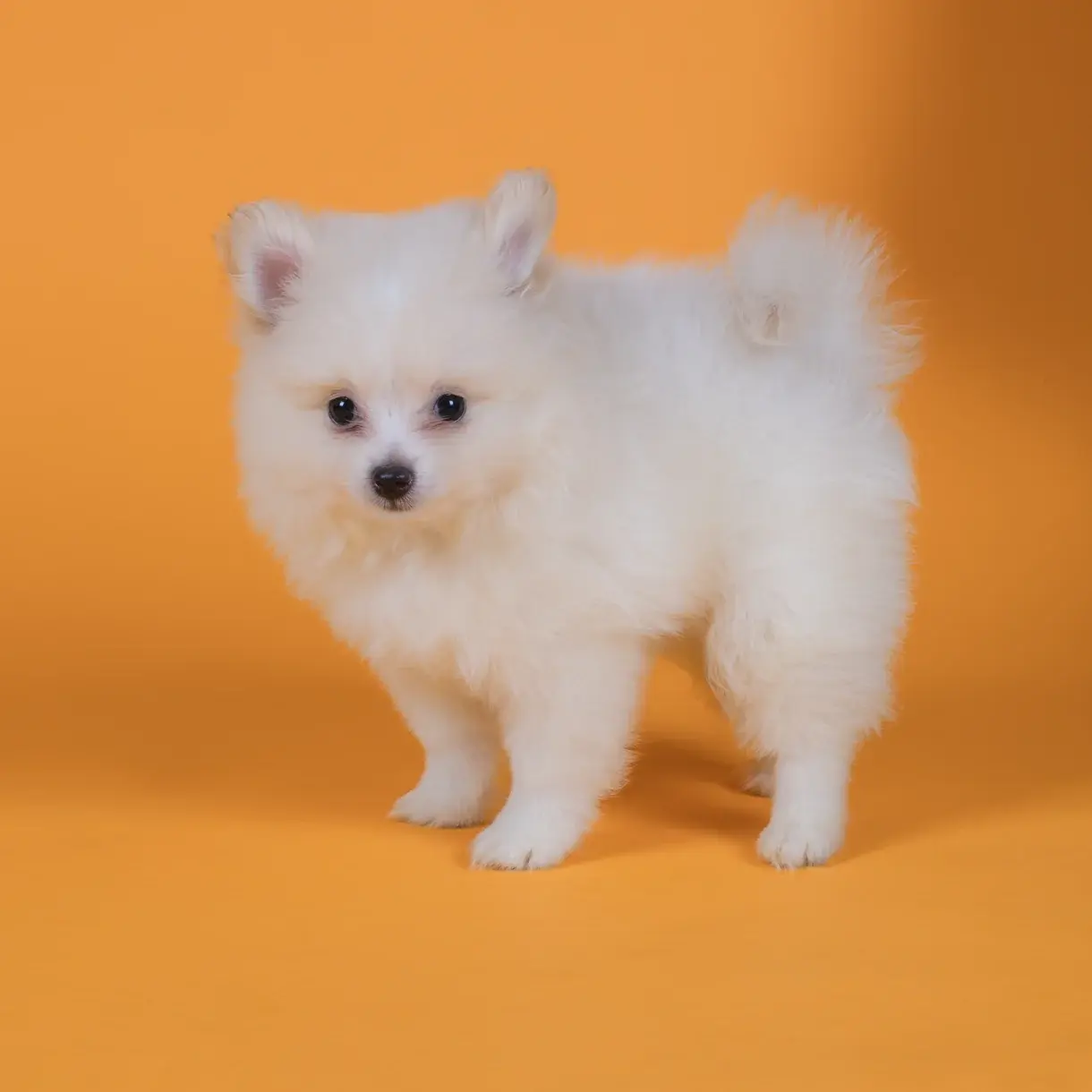 Pomerania blanco en venta