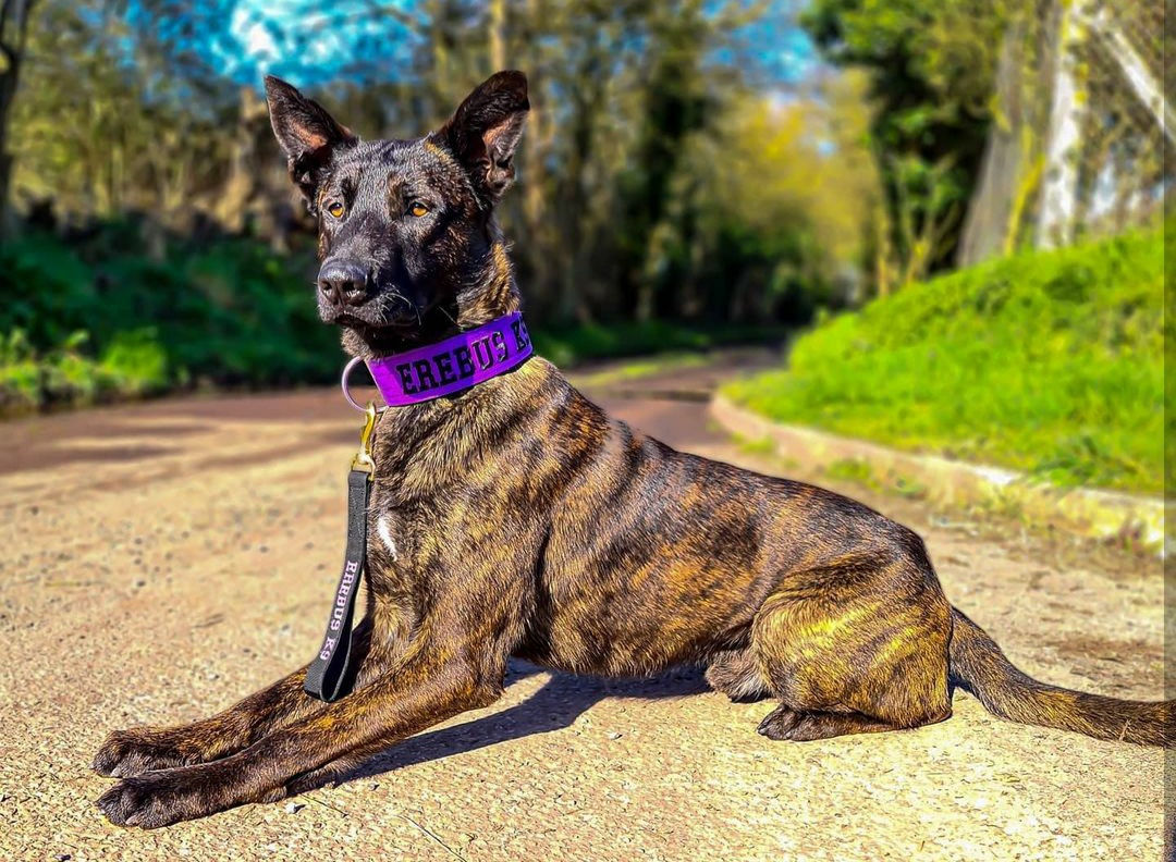 GK9 Everyday plus  50mm