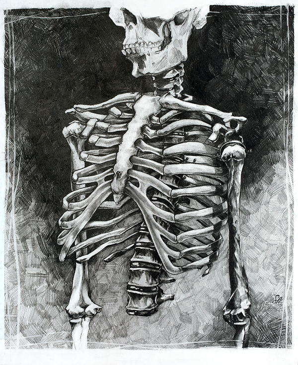 Cage - a graphite ribcage anatomy drawing by Sofiya Kuzmina