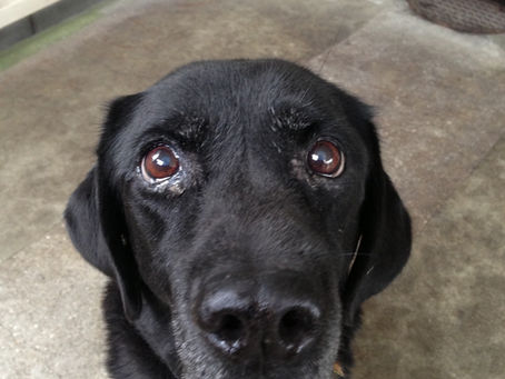 トレーナーになったきっかけ