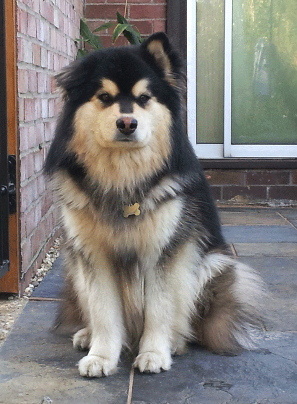 Domino Finnish Lapphund dog