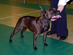 Ivy at training class