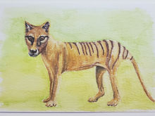 #21 Thylacine