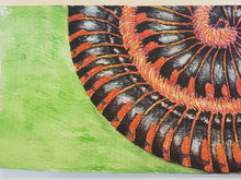 #41 Red-legged Fire Millipede