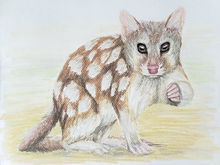 #3 Northern Quoll