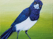 #46 Asir Magpie or ack-Ack