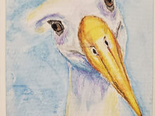 #40 Waved Albatros