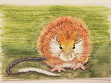 #44 Red-crested Tree Rat