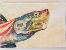 #43 Red-Crowned Roofed Turtle