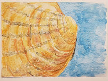#54 Dromedary Pearlymussel