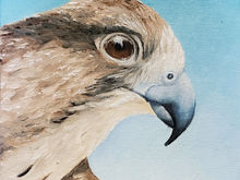 #38 Saker Falcon