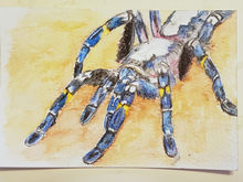 #5 Gooty Sapphire Tarantula