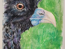 #37 Blue-billed Curassow