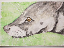 #115 Malabar Civet