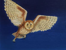 #47 Congo Bay Owl